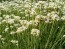 Herb 'Garlic Chives' Plant