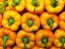 Bell Pepper 'Golden California Wonder' Seeds (Certified Organic) 