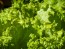 Loose-leaf Lettuce 'Grand Rapids' 