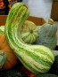 Cushaw Pumpkin 'Green Striped Cushaw'