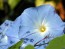 Morning Glory 'Heavenly Blue'