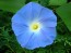 Morning Glory 'Heavenly Blue'