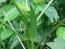 Okra 'Emerald' Seeds (Certified Organic)