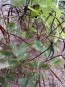Cowpea 'Pinkeye Purple Hull'