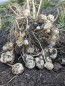 Jerusalem Artichoke AKA Sunchoke Tubers (Certified Organic) 