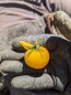 Tomato 'Ester Hess Yellow Cherry'