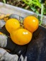 Tomato 'Ester Hess Yellow Cherry'