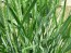 Wheatgrass/Catgrass 'Hard Red Winter Wheat' 