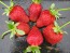 Strawberry 'Honeoye' Plants (4" Pot, single)