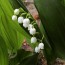 Lily of the Valley Seeds (Certified Organic)