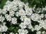 Candytuft, White Seeds (Certified Organic)