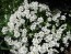 Candytuft, White Seeds (Certified Organic)