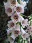 Foxglove, Light Purple