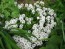 Candytuft, White Seeds (Certified Organic)