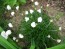 Sea Thrift 'Alba' Seeds (Certified Organic)