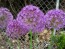 Allium/Flowering Onion 'Purple Sensation'