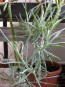 Senecio ficoides