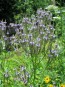 Blue Vervain