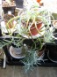 Senecio ficoides