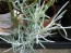 Senecio ficoides