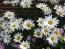 Shasta Daisy