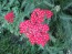 Yarrow 'Paprika' 