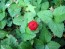 Indian Strawberry AKA Mock Strawberry Seeds (Certified Organic)