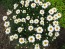 Shasta Daisy 'Snowcap'