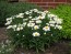 Shasta Daisy 'Snowcap'