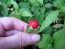 Indian Strawberry AKA Mock Strawberry Seeds (Certified Organic)