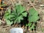 Lady's Mantle Seeds (Certified Organic)