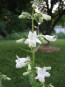 Penstemon, Green-Leaf, White Flowers Seeds (Certified Organic)