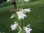 Penstemon, Green-Leaf, White Flowers Seeds (Certified Organic)