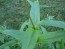 Penstemon, Green-Leaf, White Flowers Seeds (Certified Organic)