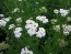 White Yarrow 