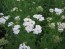 Yarrow Bouquet