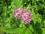 Milkweed 'Cinderella'