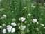 White Yarrow 