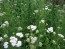 White Yarrow 