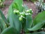 Lily of the Valley Seeds (Certified Organic)