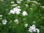 White Yarrow 