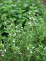 Herb Thyme 'Old English Winter' Plants (4PK)