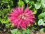 Bee Balm Mix