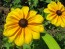 Black-Eyed Susan 'Indian Summer' 