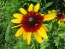 Black-Eyed Susan 'Autumn Colors' 