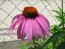 Purple Coneflower