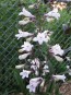 Penstemon, Green-Leaf, White Flowers Seeds (Certified Organic)
