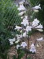 Penstemon, Green-Leaf, White Flowers Seeds (Certified Organic)
