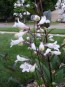 Penstemon, Green-Leaf, White Flowers Seeds (Certified Organic)
