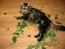 Catnip